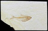 Bargain Diplomystus Fossil Fish - Wyoming #44210-1